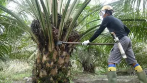 BRIN Latih Petani Sawit Belitung Timur Terapkan Teknologi Tani
