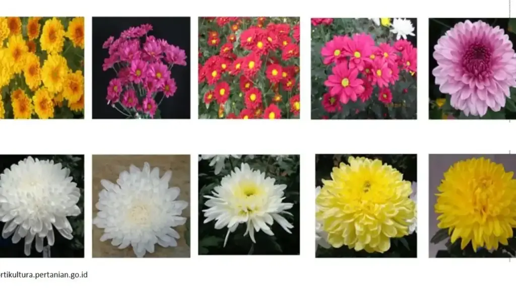 4 Varietas Krisan Dilepas