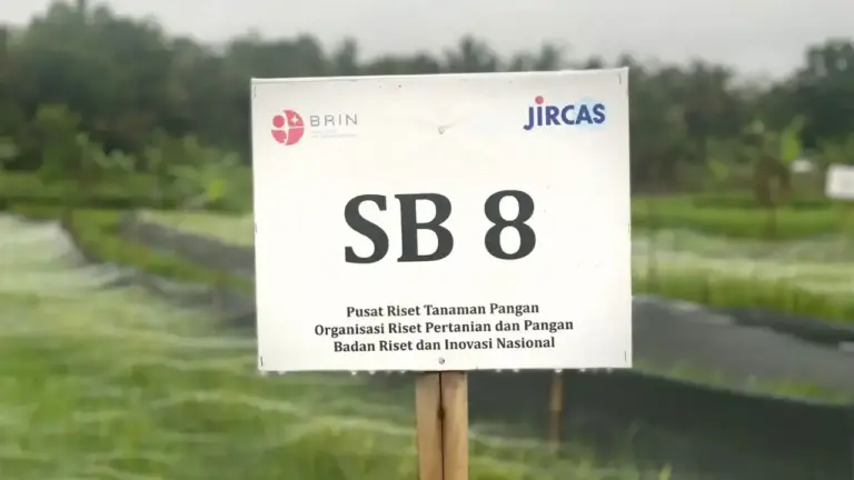 Padi Tahan Penyakit Blas