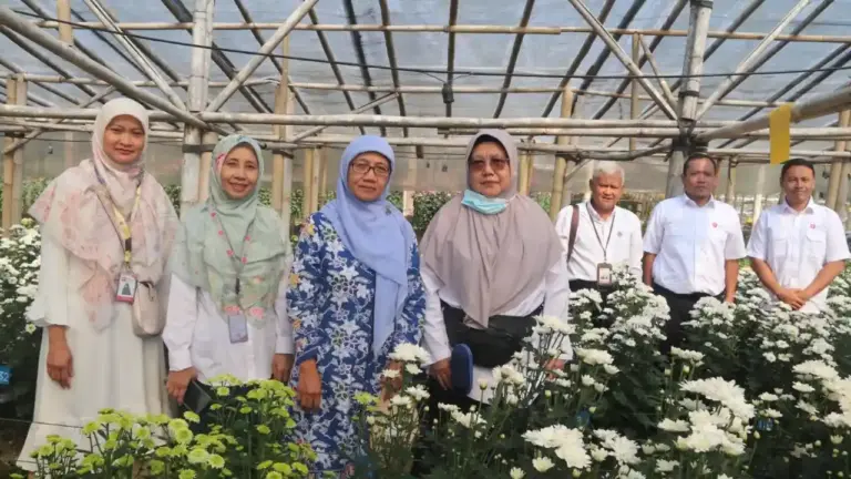 Varietas Krisan Asli Cianjur