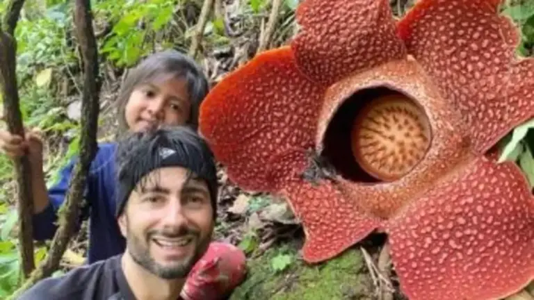 Rafflesia Arnoldii Mekar